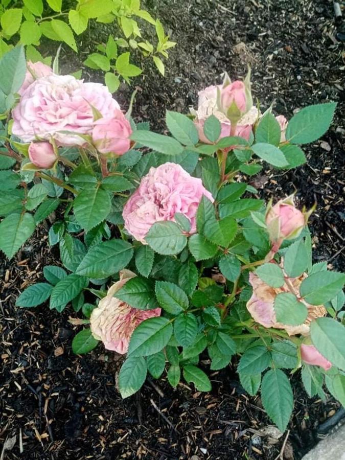Gite Ferme La Rosee Blanche Laveline 외부 사진